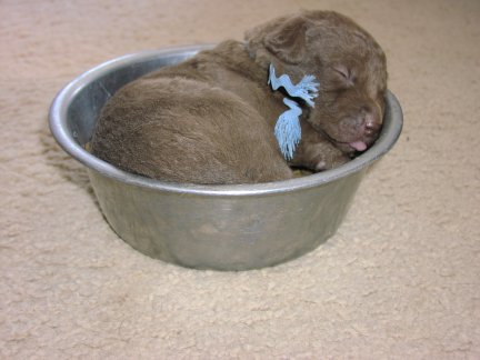 puppy in dish