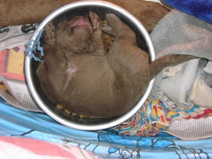 puppy in dish two