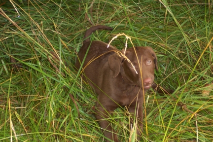 Coco